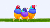 viewsonicph birds social distancing finch viewsonic GIF