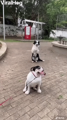 Amazing Dancing Dog GIF by ViralHog
