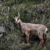 roe GIF