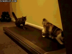 cat treadmill GIF by Cheezburger
