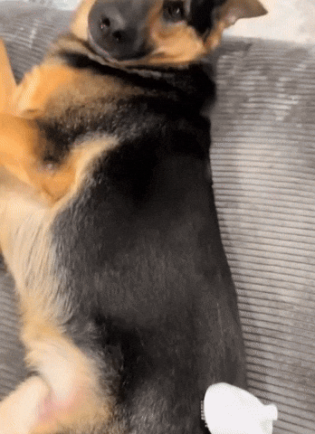 lehiyen222 giphyupload GIF