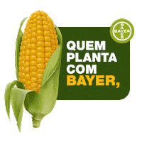 Bayer Sticker by Bollgard