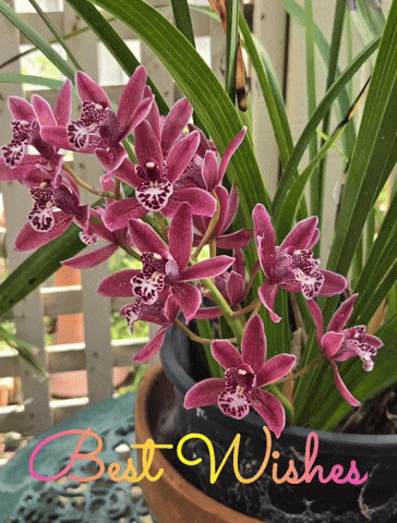 lynettearden best wishes GIF