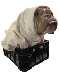 Bully Trufa Sticker by BullysTVShows