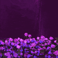 flowers glow GIF by Terror Jr