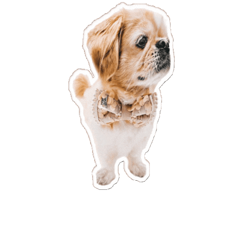 Dog Sticker by Caravan of Paws