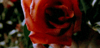 tom ford flower GIF by Maudit