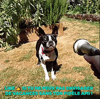 pet GIF by Camping Qualité