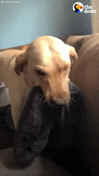 Dog GIF by The Dodo