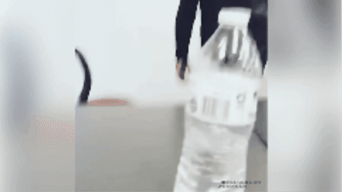 RedwingedBlackbird giphygifmaker giphycreatortest deal with it corolla GIF