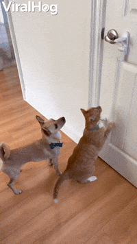 Paw-tners in Crime Break into Toy Room