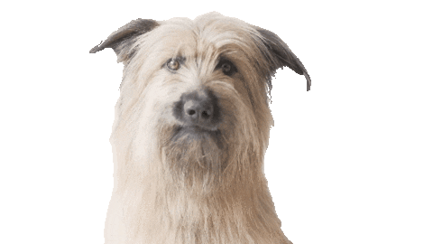 Dog What Sticker by Vínculo Norte