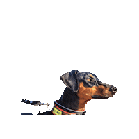 Dogs Kira Sticker by VOLPS