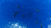 blue planet oceans GIF by BBC America