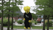 Wu_Shock wu wsu wushock shockers GIF