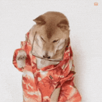 Dogs Sunglasses GIF by MSD Online Shop