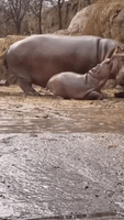 Baby Hippo Enjoys Rainy Day at Cincinnati Zoo