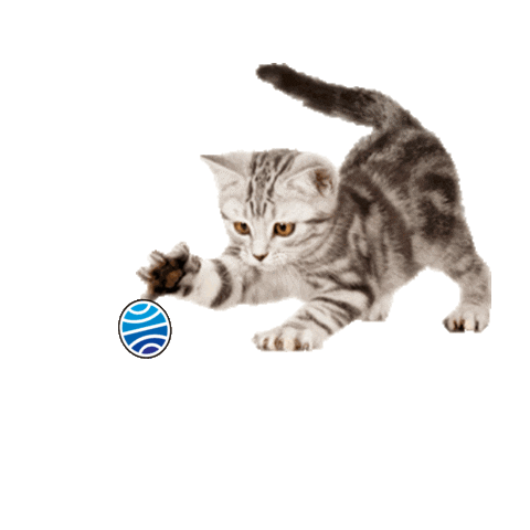 kitten booklover Sticker by Planeta de Libros México