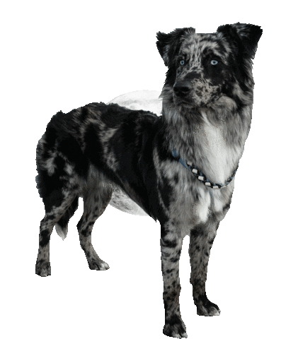 dog moon Sticker by Tales&Tails
