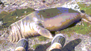 sea lion GIF