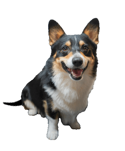 828id giphyupload dog logo design Sticker