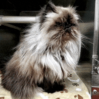 Frustrated Over It GIF by Humane Society of Northeast Georgia