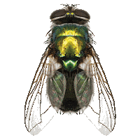 Fly Flying Sticker by Slam Disques