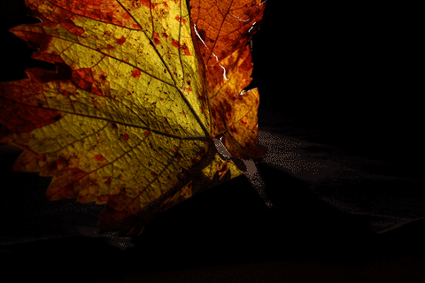 rotaciÃ³n monastrell GIF