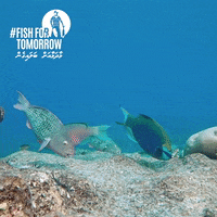 Fish For Tomorrow GIF by Blue Marine Foundation