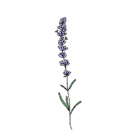 Lavander Sticker by ODEN