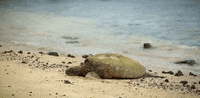 hawaii GIF