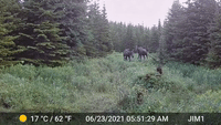 Moose Have a Cuddle in Newfoundland Forest