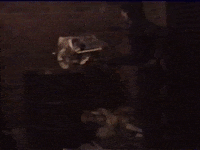 Vintage Vhs GIF by jorgemariozuleta