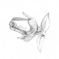 Palezsa illustration beauty drawing rose GIF