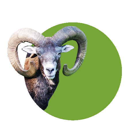 Wisent Sticker by Wisentgehege Springe
