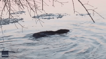 Oh Dam! Determined Beavers Clutch at Branches in Saskatchewan River