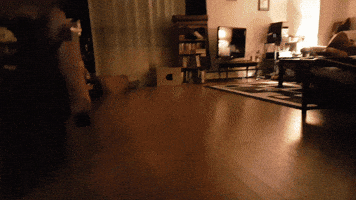 traps booby GIF