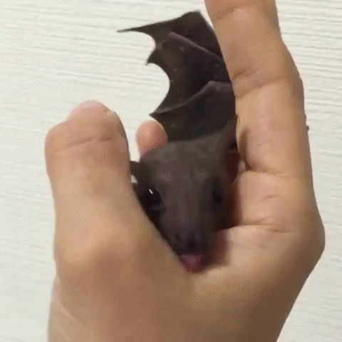 bat GIF