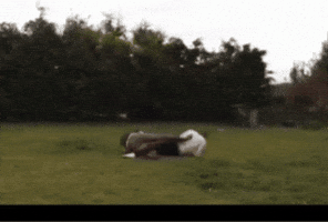 Scissors Lesbian Love GIF