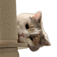 kungfuya cat 고양이 쿵푸야 김푸 Sticker