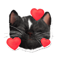 Felini love cats kitty cat love Sticker