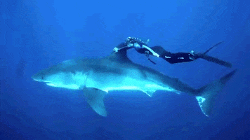 great white shark ocean GIF