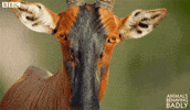 topi wink GIF by BBC Earth