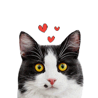 catandcook cat heart catandcook laskonka Sticker