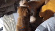 chris83811 dog nico chi 狗 GIF