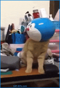 cat life GIF