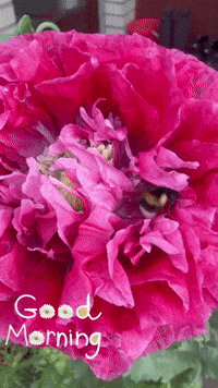 Flower Bee GIF