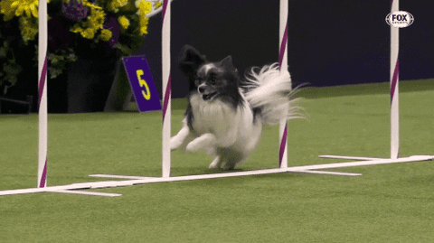 Dogs Training GIF by Westminster Kennel Club