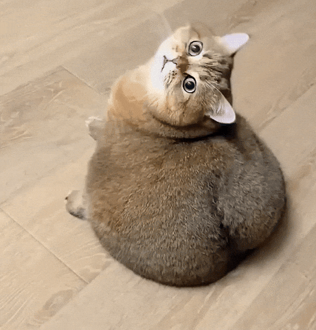 cuteanimalland giphyupload GIF