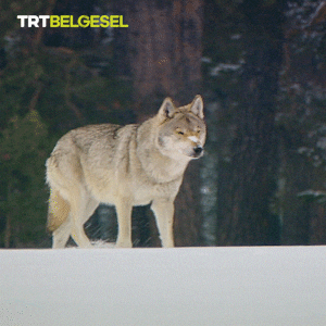 Lonely Wolf GIF by TRT
